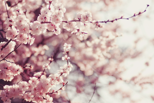 shutterstock retina 251769337