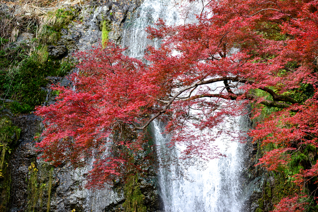 Retina pixta 18813175 s