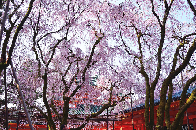 Retina heian