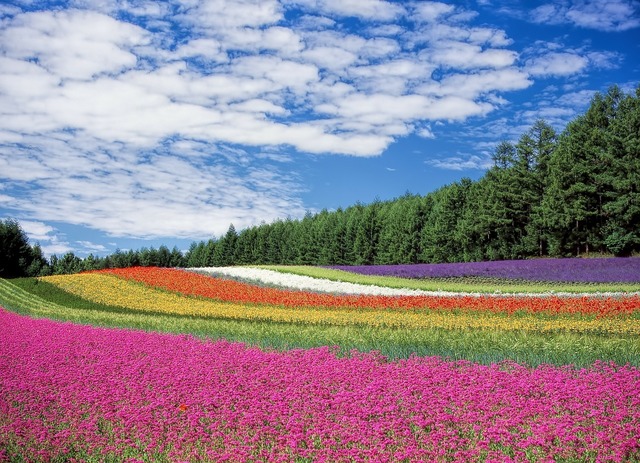 Retina flower garden 250016 1280
