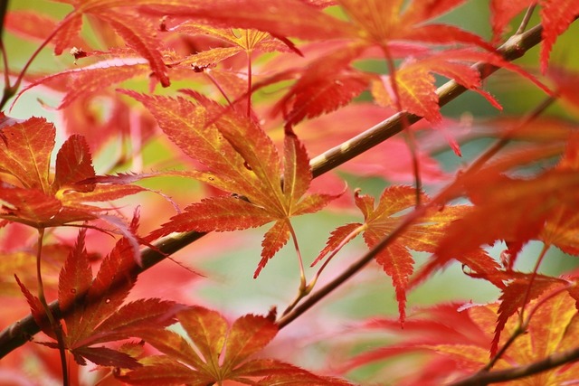 Retina leaves 409759 1280