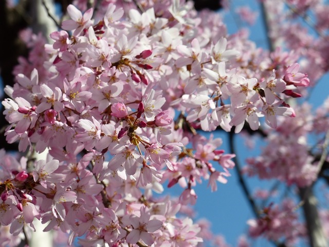 Retina sakura 712301 1280