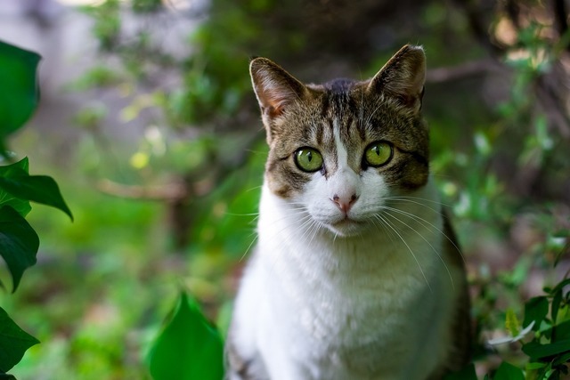 Retina cat 725793 1280